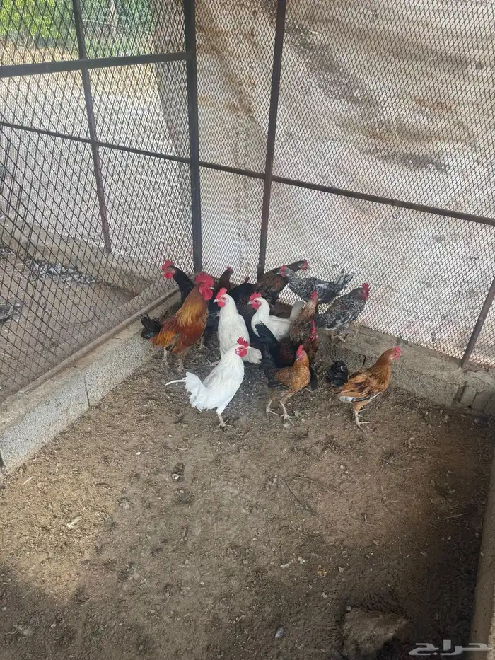 ديوك بلدي للبيع 3