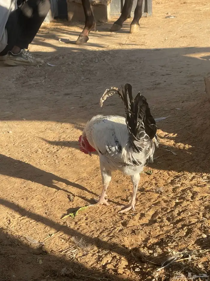 ديوك فيومي. و بلدي 20