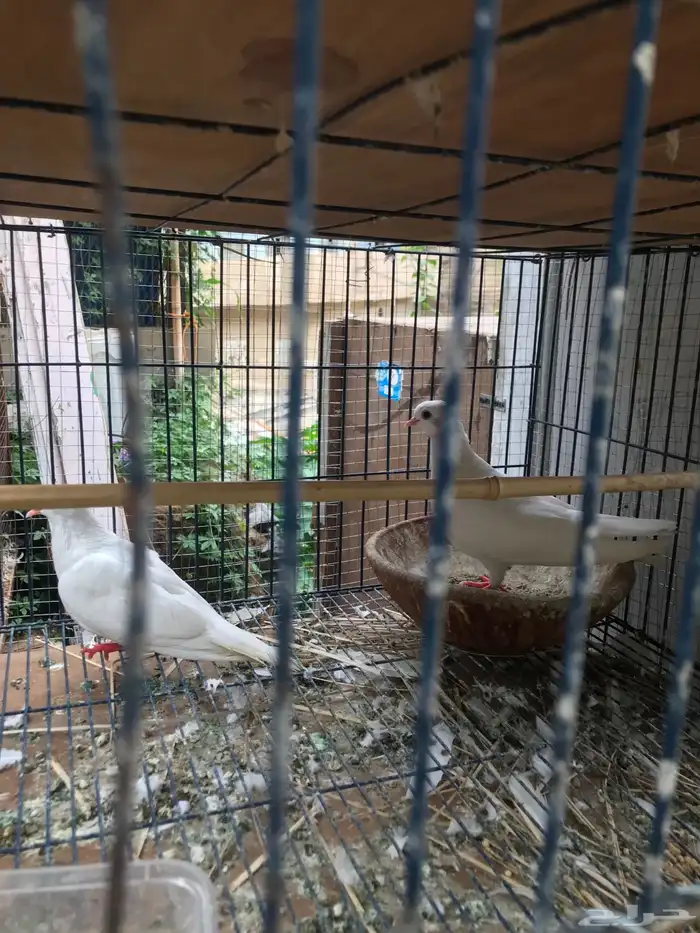 صنعاني اصيل شيبه صوت ناعم وحجم صغير 9