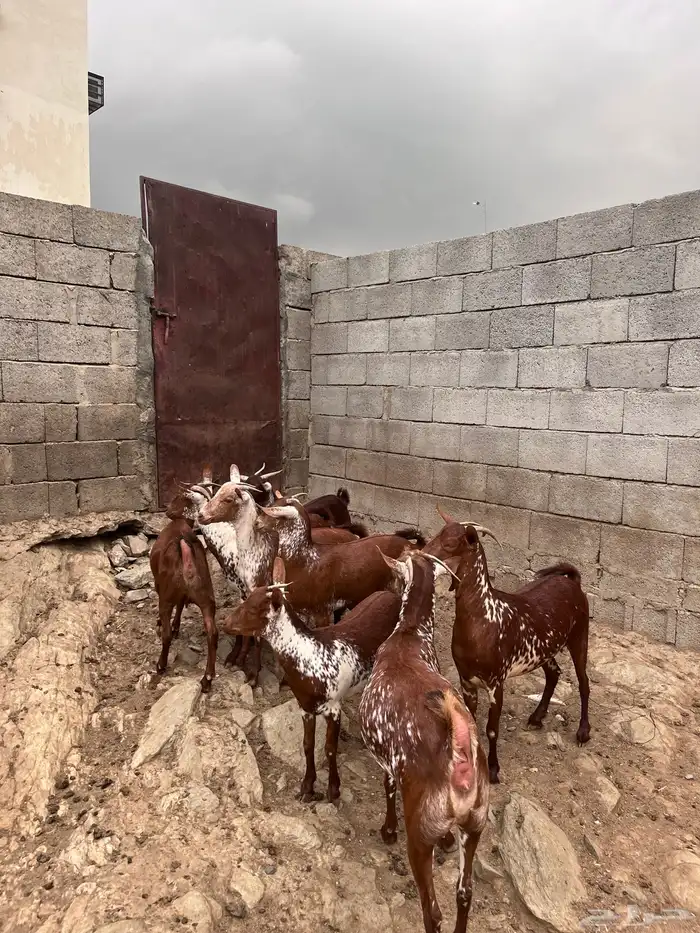 خبيش وشح دهم 0