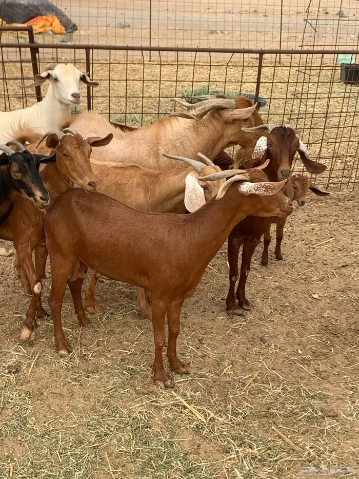 للبيع معزا جفار بيشيات برص ومعزا دهم 2