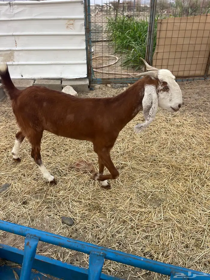 جفار للبيع 1