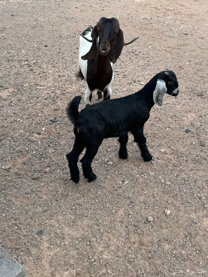 عنز خلفه معها تيس ذبيحه 1