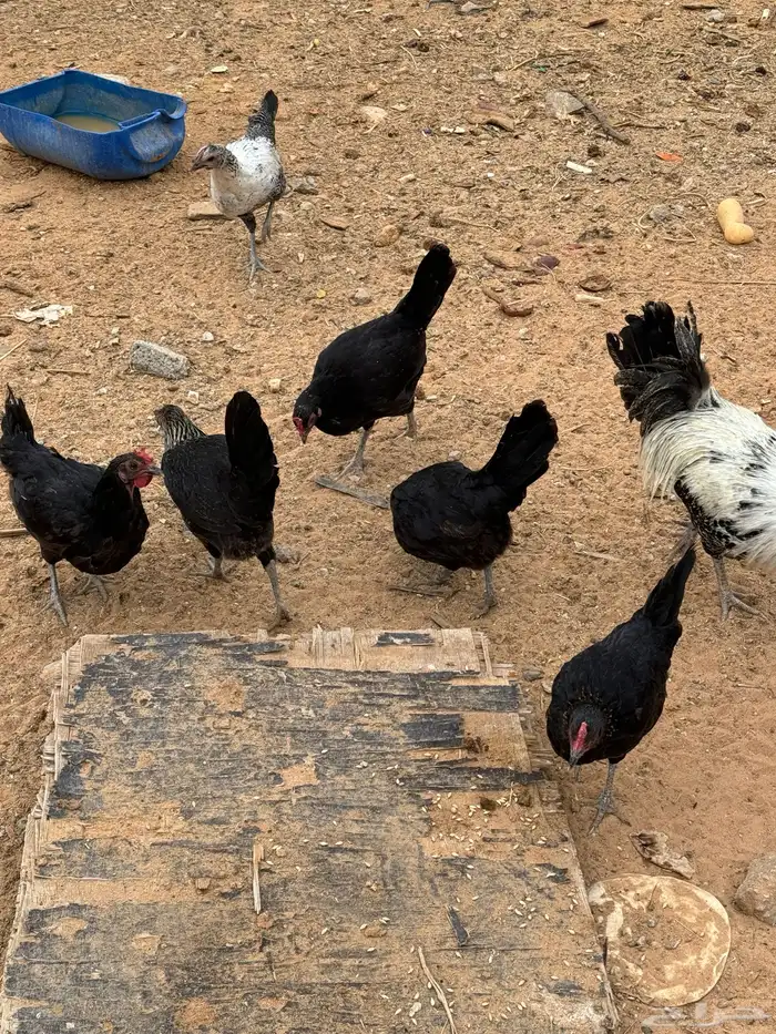 دجاج للبيع 1
