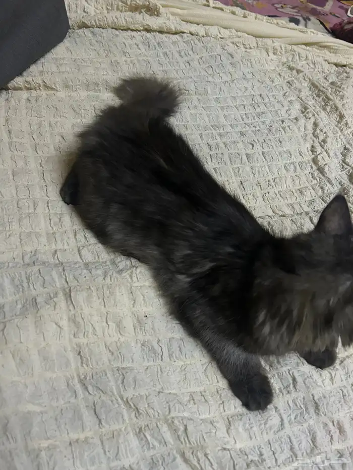 بسه شيرازيه تايقر انثي 3