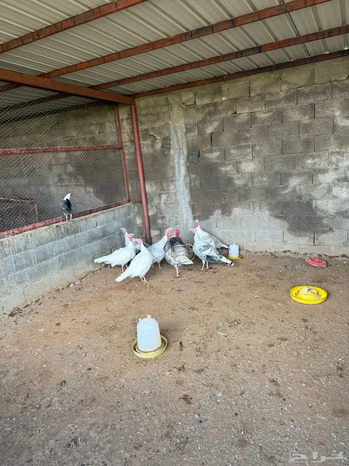 دجاج فيومي بياض وديوك ومعة نوع ثاني بلدي ماهو واج ومعة ديوك 4