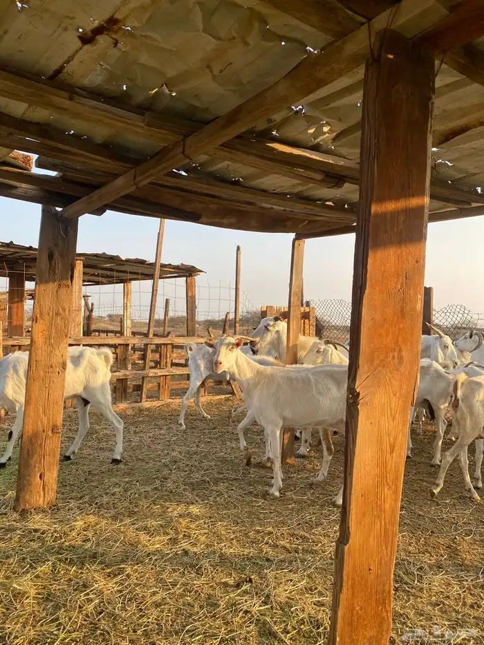 للبيع معزا بيشيات بالفحل دفيع ومضاريع 4