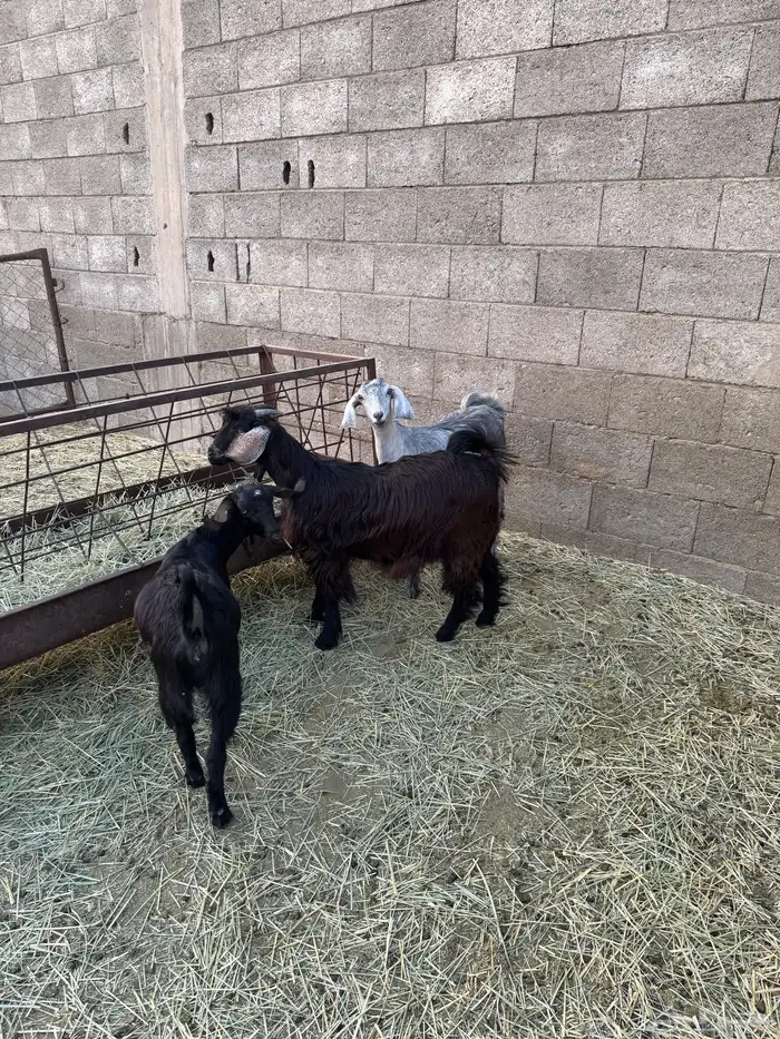 3 عنقان من حلالي سمان ونضيفه العمر حول 7شهوو 1