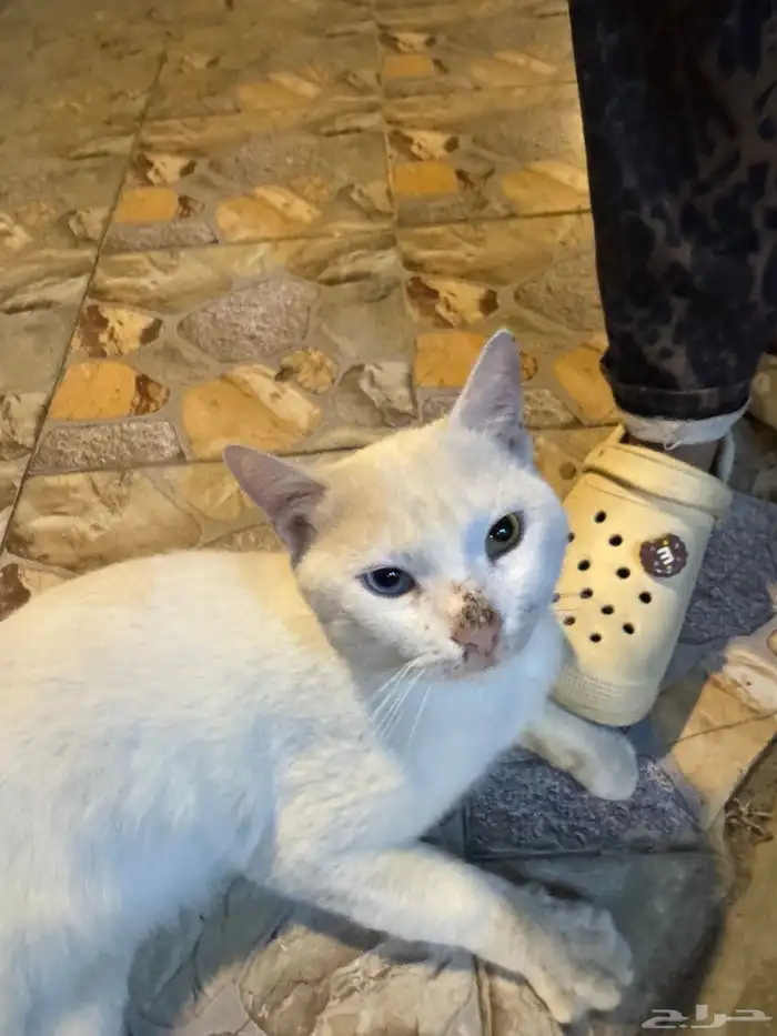 قط للتبني ذكر اليف 3