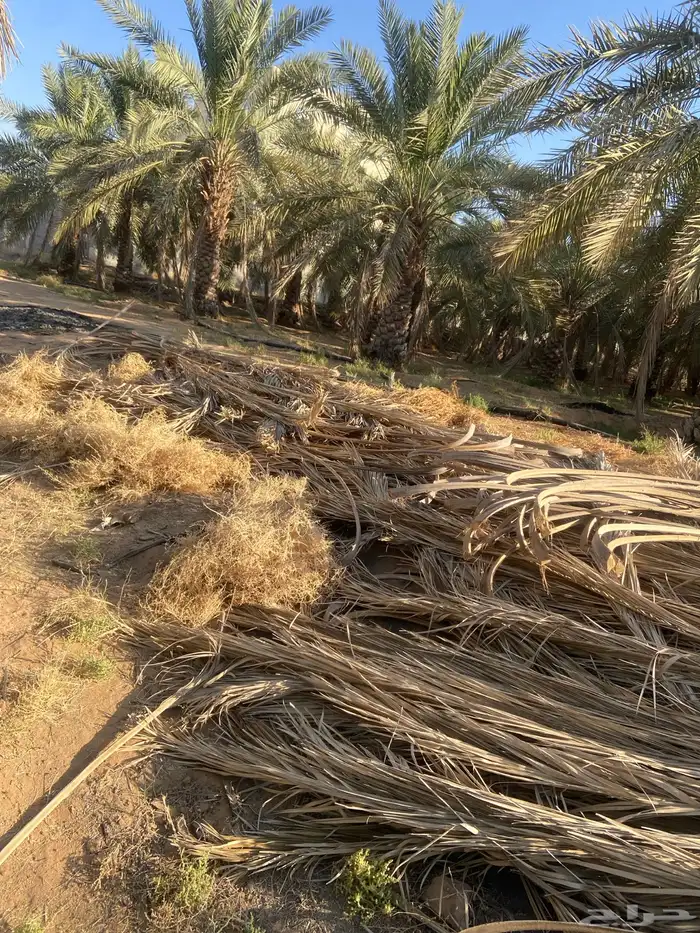 عسيب سعف نخل 1