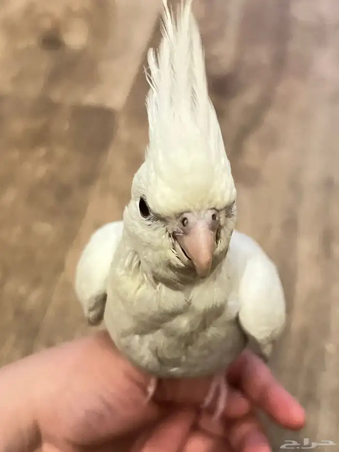 عصفور كروان 1