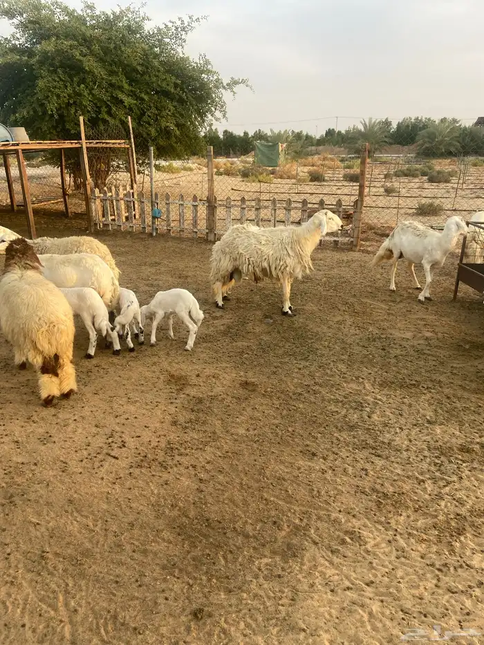 خروف حري فحل شرط القريع 2