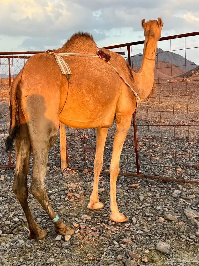 خلفه بكره بكر ناقه حليب ب 11500 تم البيع 0