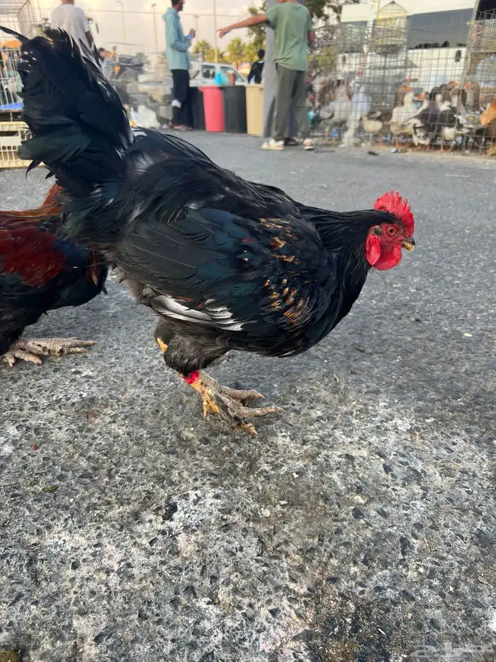 ديك   ديكه مهجن باكستاني للبيع 4