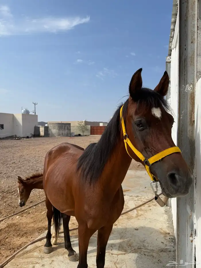 فرس شعبيه للبيع ثنين في واحد معها مهر قطعه طيبه . 0