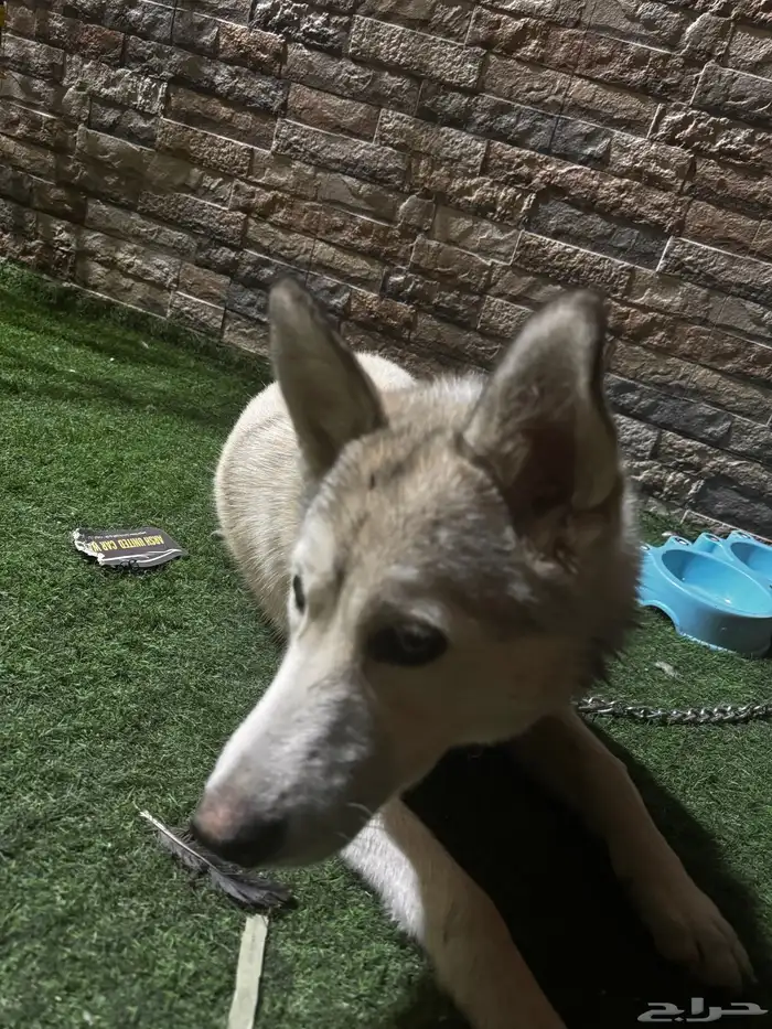 وهاسكي عمرها ثمنيه شهور واسماها لوكا والأنثى 0