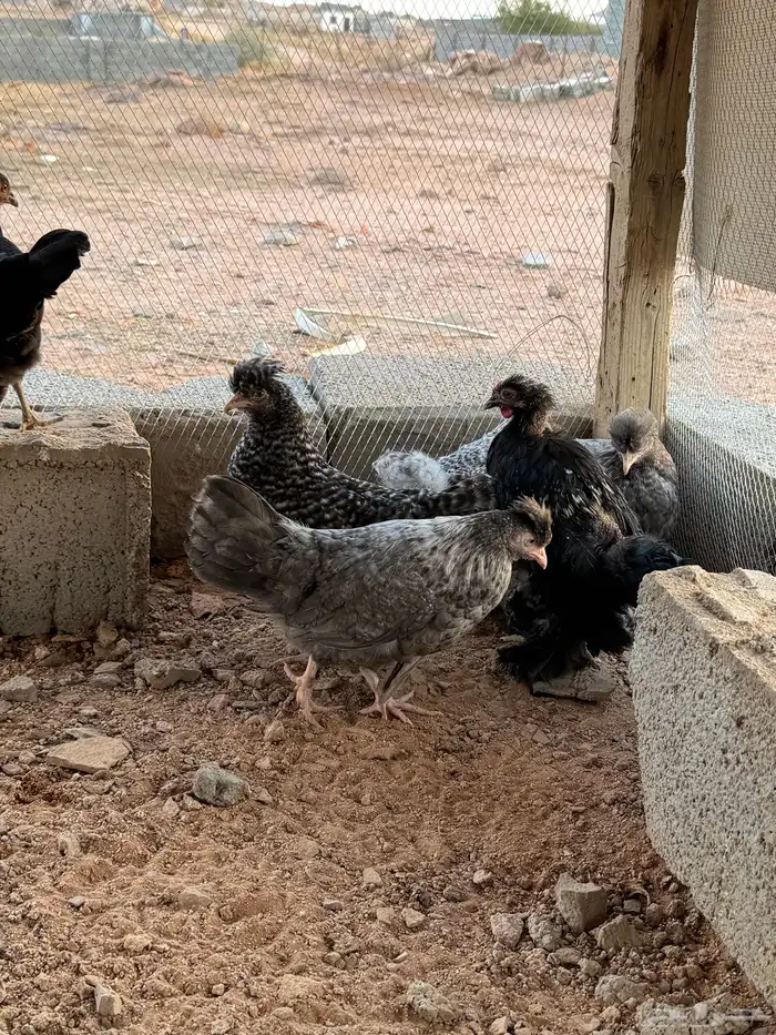 دجاج براهما 2