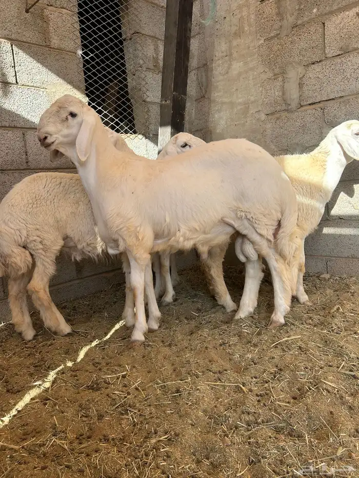 نعيم دفيع ومشروع فحل 5