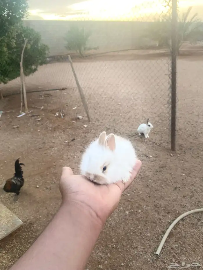 ارنب صغير للبيع 1