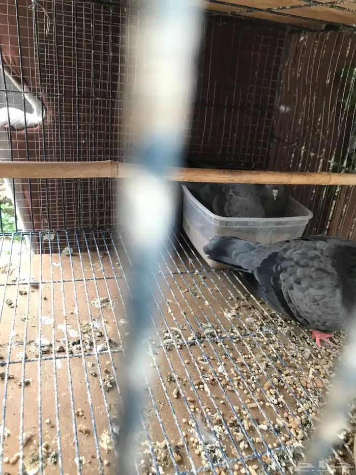 صنعاني اصيل شيبه صوت ناعم وحجم صغير 16