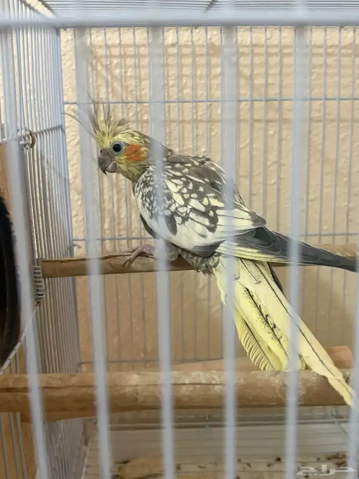 كروان منتج الذكر لاتينو والانثي هولنديه مكتفه منتج 0