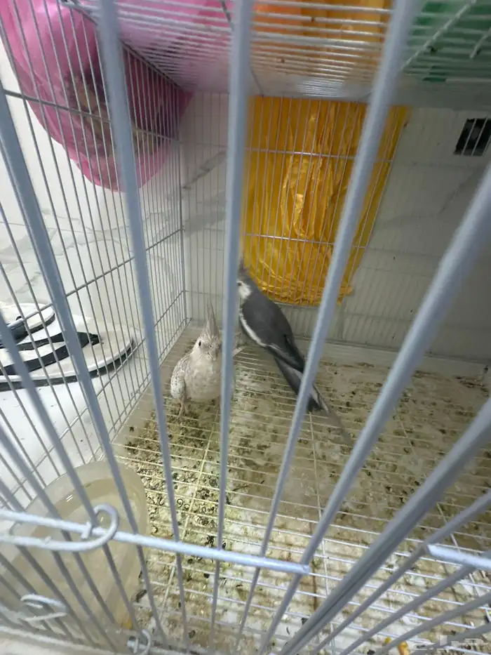 كروان جوز جاهز للبيض والإنتاج على السوم بصحه جيدا جدا 3