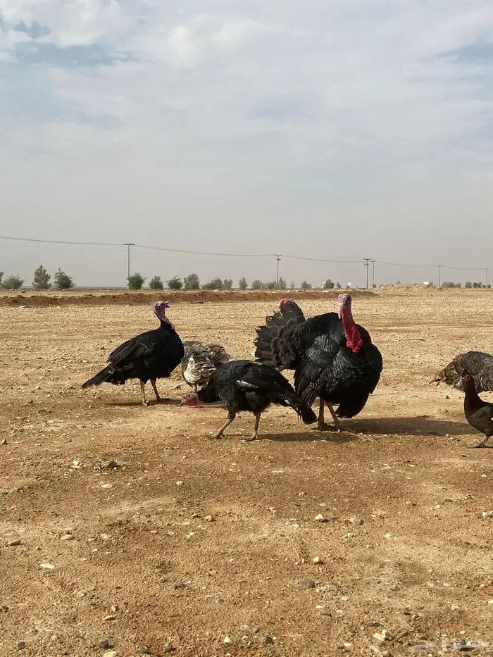 ديك ودجاج رومي وبط بح 4