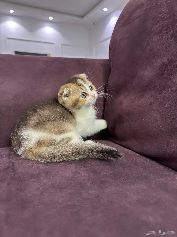 كيتن للبيع اناث وذكوره 6