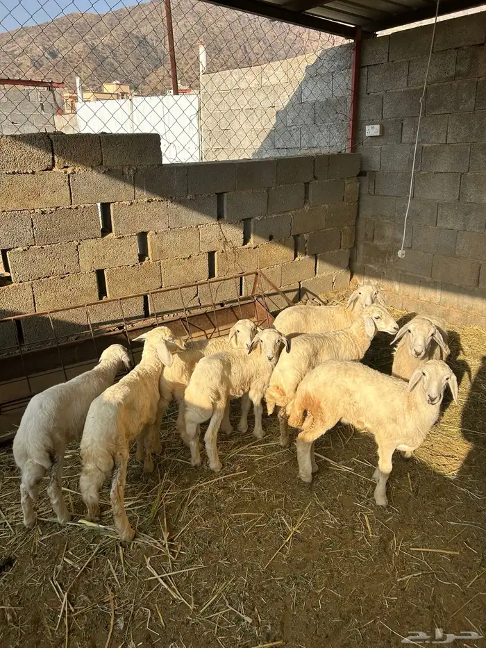 قلوه تهامه 4