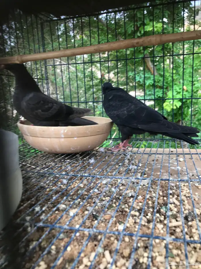 صنعاني اصيل شيبه صوت ناعم وحجم صغير 28