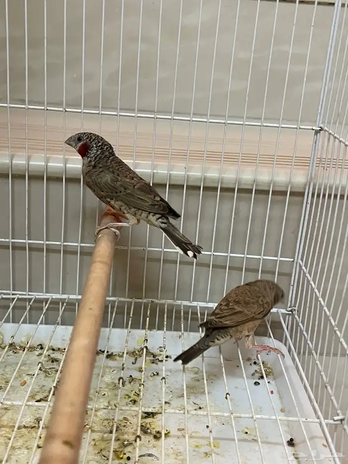 جوز مذبوح فنش 7