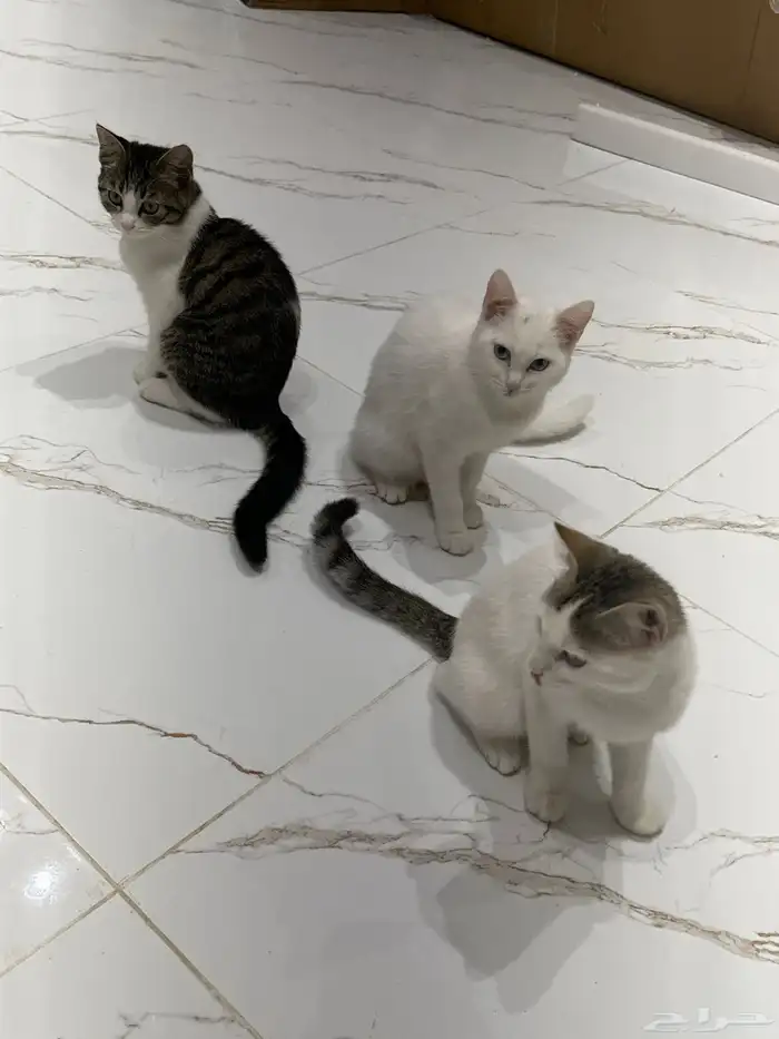 قطط للتبني كلهم متعقمين 0