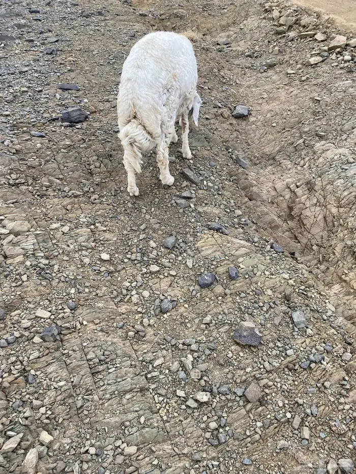 طليان للبيع 0