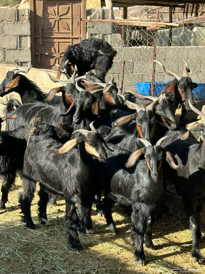 ماعز دغس فواخر 2