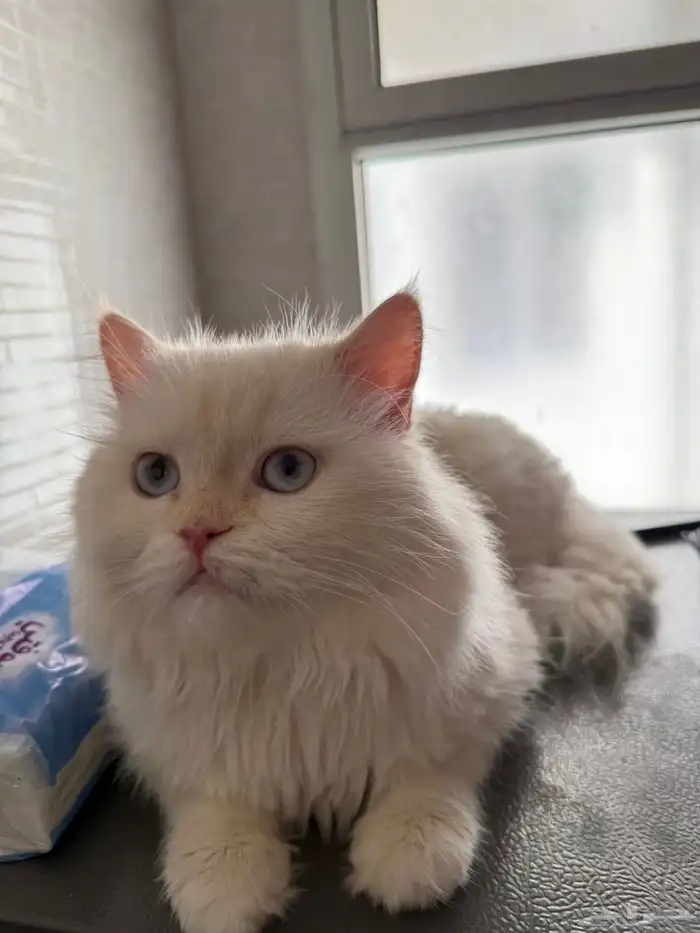 كيتين شيرازي و همالايا 3