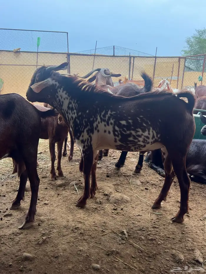 تيس اوشح للبيع 2