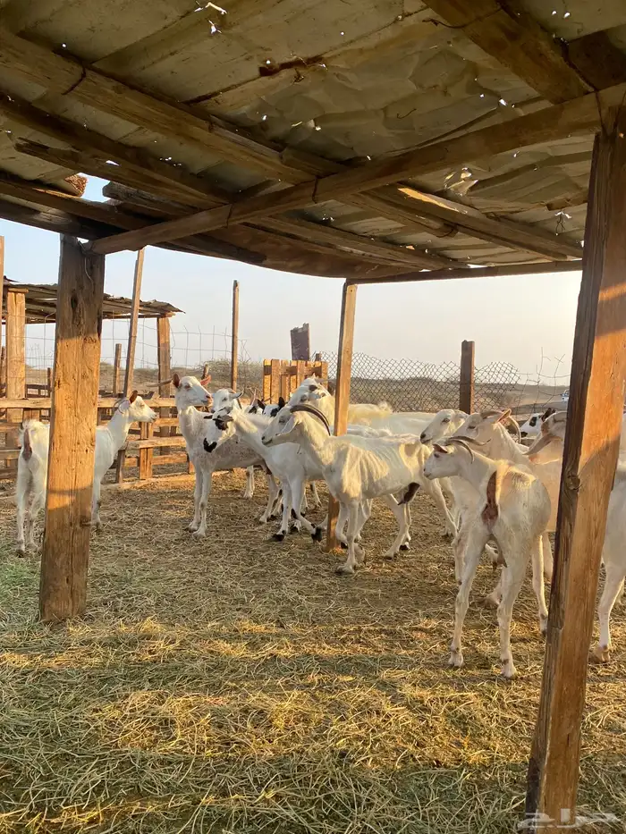 للبيع معزا بيشيات بالفحل دفيع ومضاريع 9