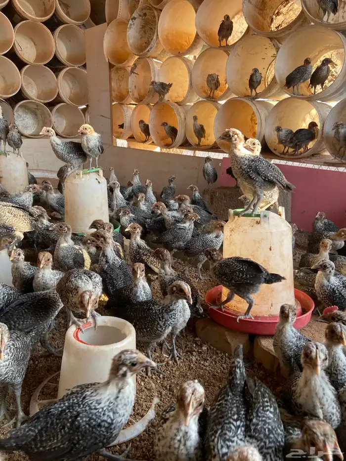 صوص فيومي بالحناكيه 4