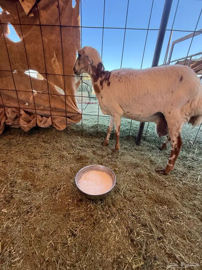 للبيع اسن ثنايا العدد 2 حليب 1