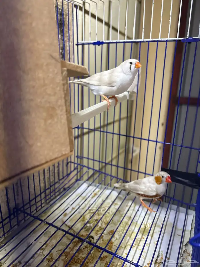 للبيع زوج زيبرا 1