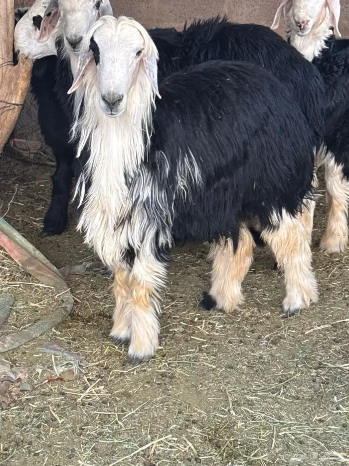 فواخر نجد جذعان 3