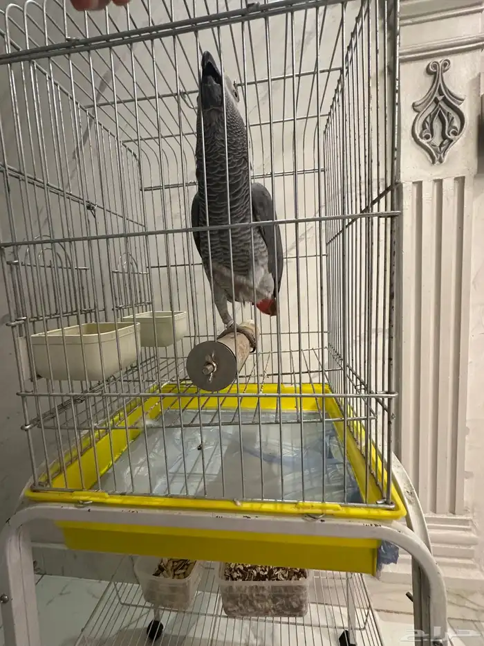 فرخ كاسكو جرئ متكلم على اليد ( تم البيع ) 5