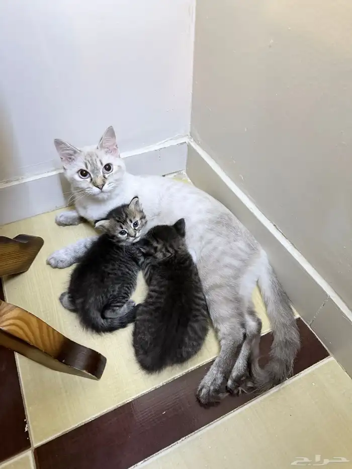 بسة هملايا معاها 2 كيتين 4