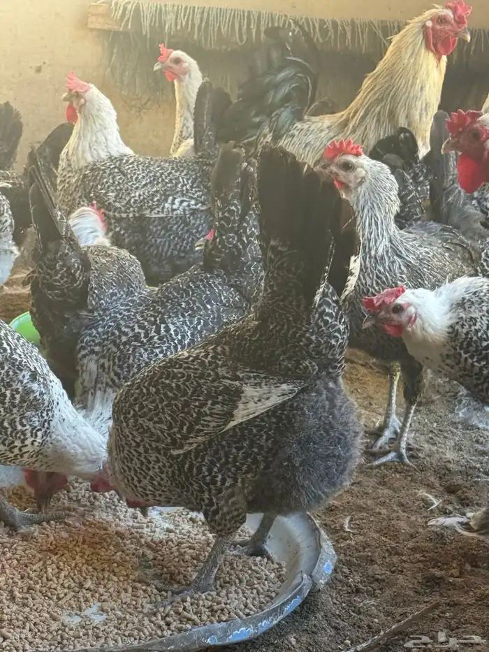 دجاج فيومي شبابي بياض 0