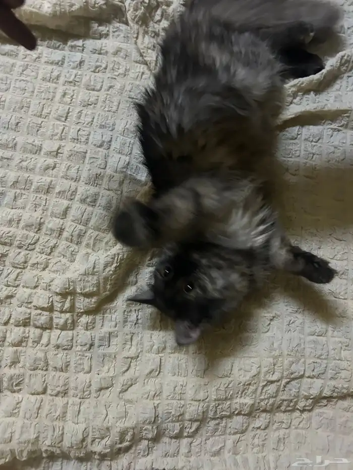 بسه شيرازيه تايقر انثي 0