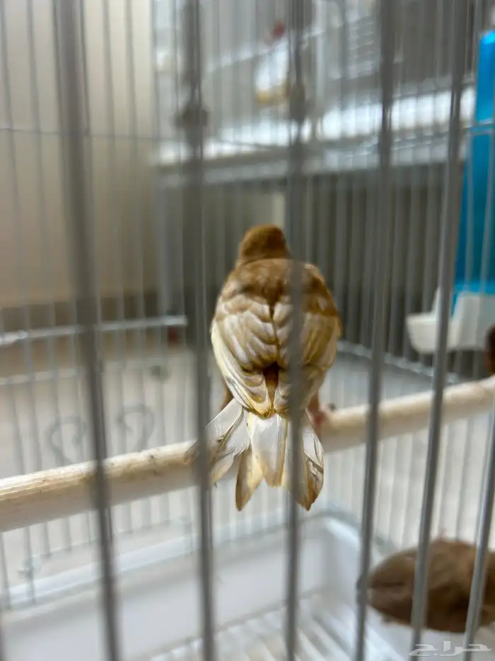 فروخ جاسب مشمشي عمر شهر 3