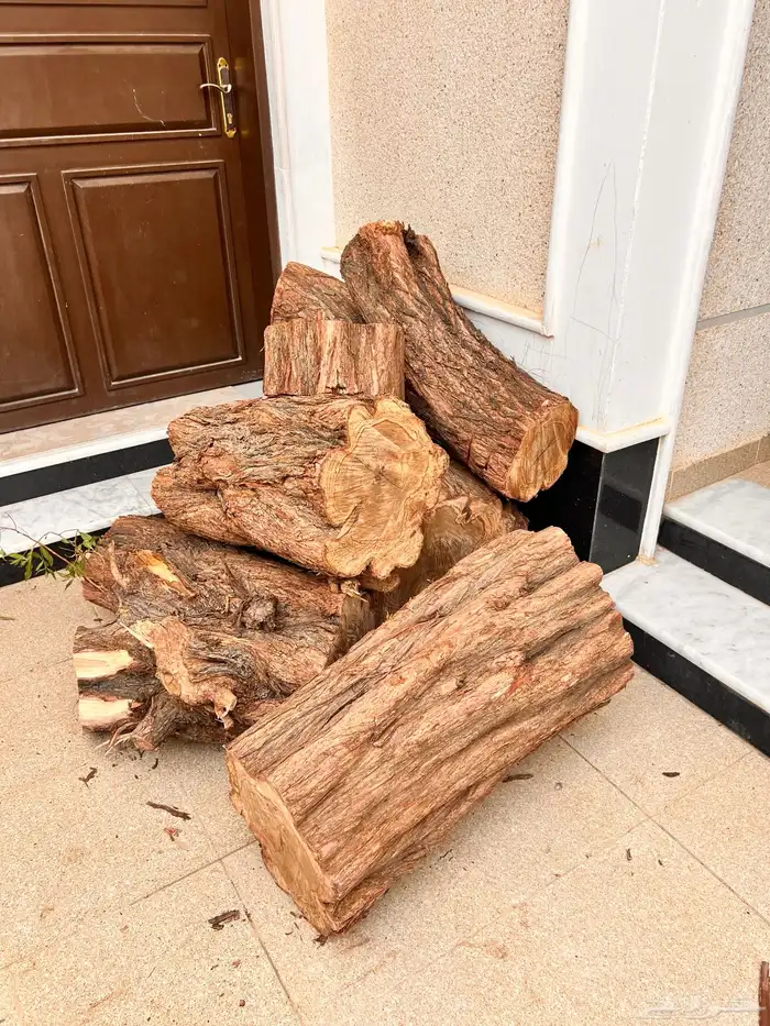 للبيع جذوع شجرة كبيرة 0