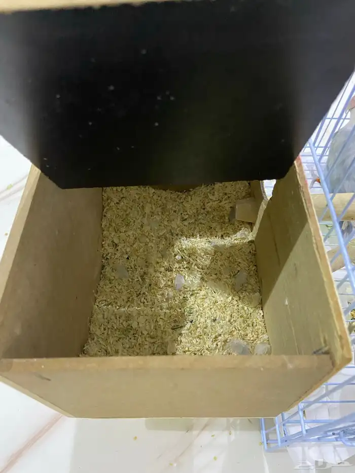 طيور روز جوز متالفين 4