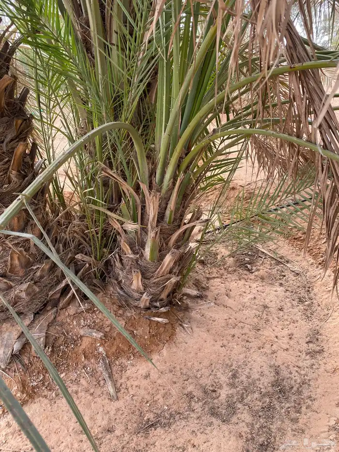 يوجد لدينا نخل البيع الموقع شقرا ساجر الدودمي عفيف 0