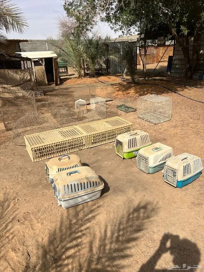 اقفاص وشبوك طيور العفجه الخرج 1